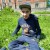 Dawid