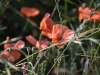 DSC_0196