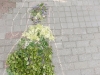DSCN2094