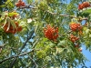 DSC07098