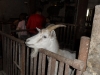 sam_4738