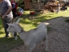 sam_4767