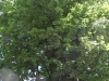 sam_4832