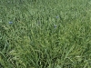 sam_4837