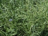sam_4839