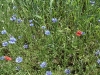 sam_4841