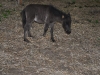 DSC_0447_09-27-2012
