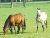 DSCN3796
