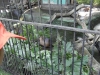 sam_4962