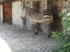 sam_4976