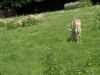 sam_5090
